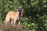 MALINOIS 055